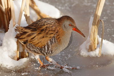 Waterral - Water Rail