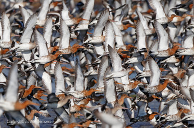 Black-Tailed Godwit - Grutto