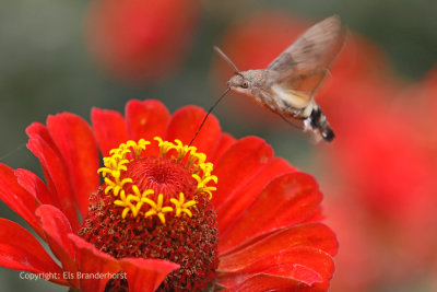 Kolibrievlinder - Hummingbird Hawk-moth