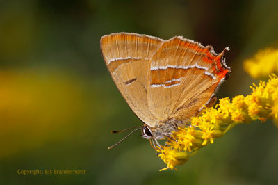 Sleedoornpage - Brown Hairstreak