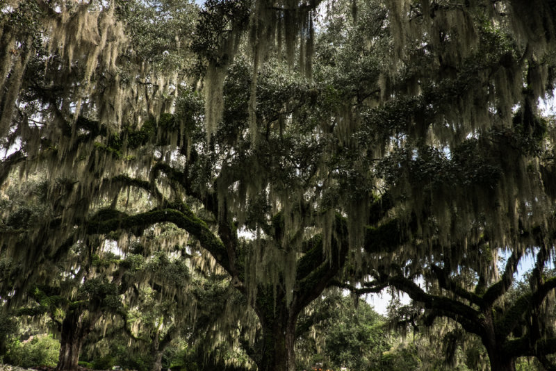 Brookgreen Gardens