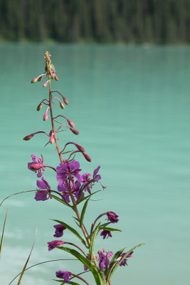 Lake Louise