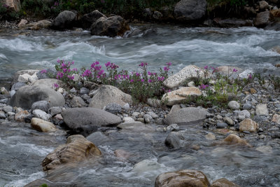 Mosquito Creek