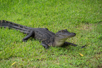 Brookgreen Gardens 2021