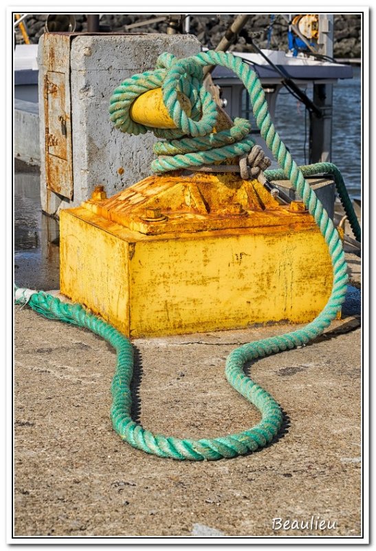 Serpent marin