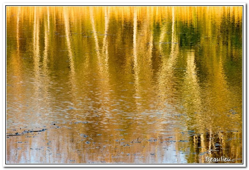 Hommage à l'automne