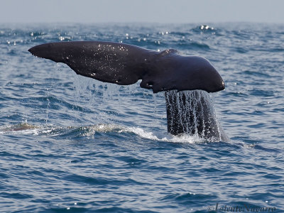 Potvis - Sperm Whale - Physeter macrocephalus