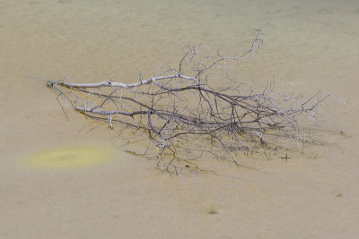Champagne Pool