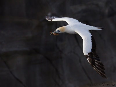 Pacifische Jan-van-gent - Australasian Gannet - Morus serrator