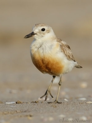 Rosse Plevier - New Zealand Dotterel (Plover) - Charadrius obscurus
