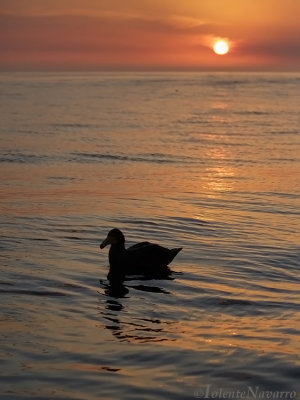 Noordelijke Reuzenstormvogel - Northern Giant Petrel - Macronectes halli