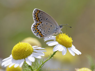 Kroonkruidblauwtje -  Reverdins Blue - Plebejus argyrognomon