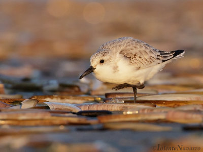 Drieteenstrandloper - Sanderling - Calidris alba