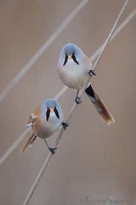 Baardmannetje -Bearded Reedling - Panurus biarmicus