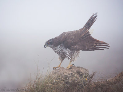 Havik - Northern Goshawk - Accipiter gentilis