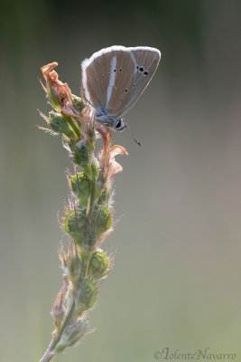 Witstreepblauwtje - Damon Blue - Polyommatus damon