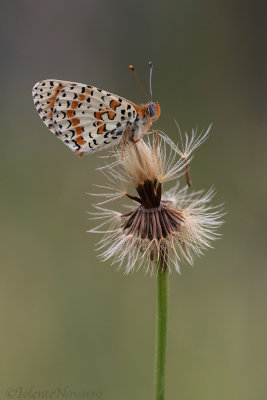 Tweekleurige Parelmoervlinder - Spotted Fritillary - Melitaea didyma
