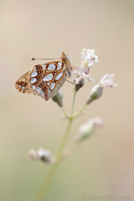 Kleine Parelmoervlinder - Queen of Spain fritillary - Issoria lathonia