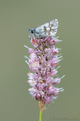 Groot Spikkeldikkopje - Large Grizzled Skipper - Pyrgus alveus