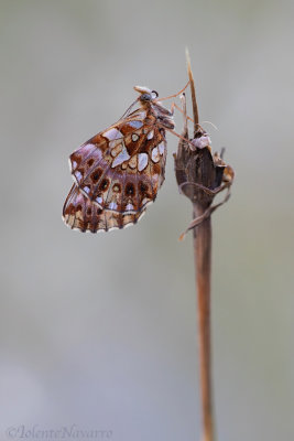 Paarse Parelmoervlinder - Weaver's Fritillary - Boloria dia