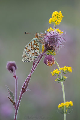 Duinparelmoervlinder - Niobe Fritillary - Fabriciana niobe