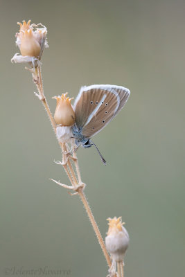 Witstreepblauwtje - Damon Blue - Polyommatus damon