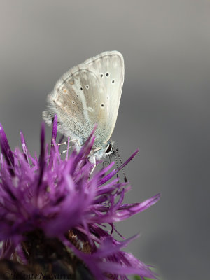 Zilverbruin Blauwtje - Silvery Argus - Aricia nicias