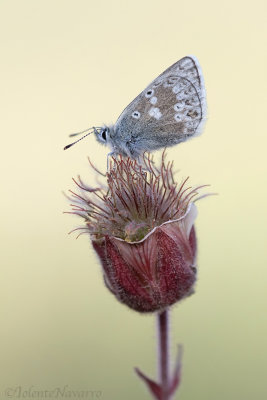 Noordelijk Manschildblauwtje - Arctic Blue - Agriades glandon