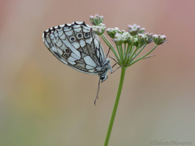 Dambordje - Marbled White - Melanargia galathea