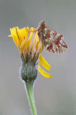 Bergparelmoervlinder - Mountain Fritillary - Boloria napaea
