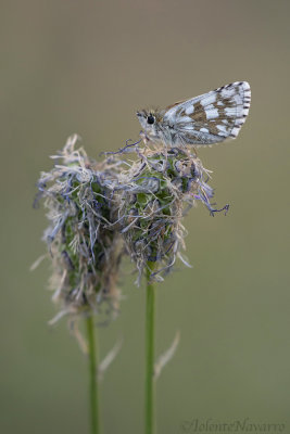 Groot Spikkeldikkopje - Large Grizzled Skipper - Pyrgus alveus