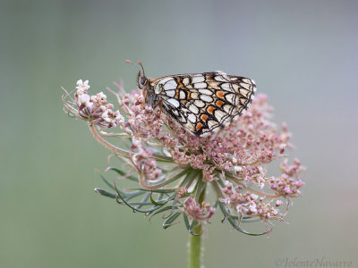 Bosparelmoervlinder - Heath Fritillary - Melitaea athalia