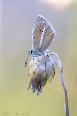 Witstreepblauwtje - Damon Blue - Polyommatus damon