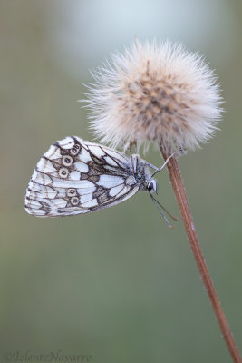 Dambordje - Marbled White - Melanargia galathea