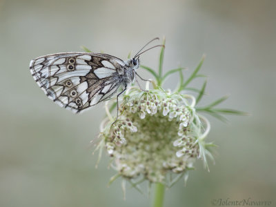 Dambordje - Marbled White - Melanargia galathea