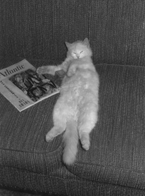 1954 - 1957 Chistmas 1957 - Snowball, Mimi & Pawpaw's cat.jpg