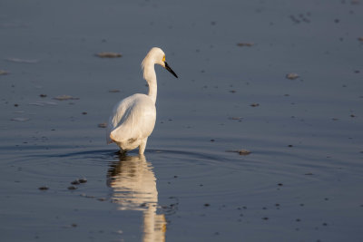 Snowy Egret