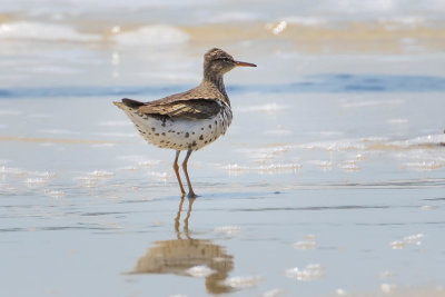 Spotted Sandpiper