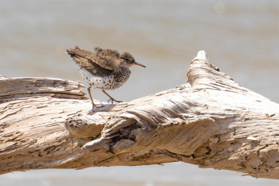 Spotted Sandpiper