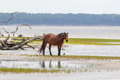 Wild Horse on Little Cumberland Island