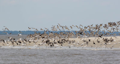 Huge Flock of Black Skimmers, Terns, Brown Pelicans, and Cormorants