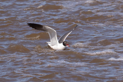 Laughing Gull with Fish