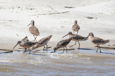 Short-billed Dowitchers