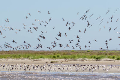 Huge Flock of Flying Brown Pelicans