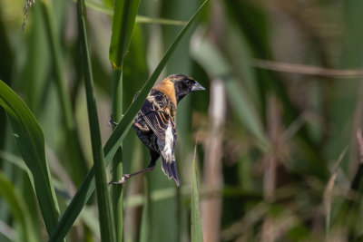 Bobolink