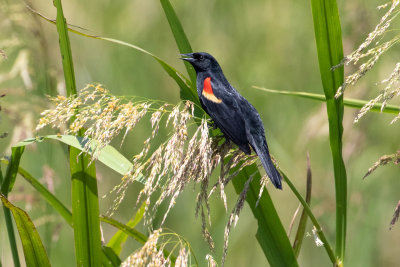 Red-winged Blackbird