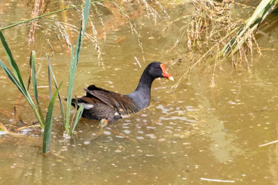 Moorhen