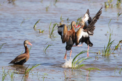 Black-bellied Whistling-Ducks (Two Males Fighting for the Attention of a Female)