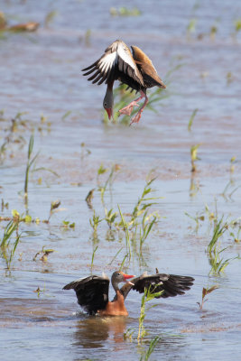 Black-bellied Whistling-Ducks (Mating Behavior)