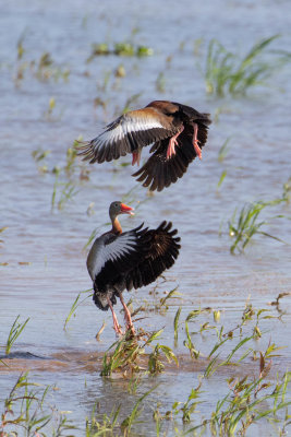 Black-bellied Whistling-Ducks (Two Males Fighting for the Attention of a Female)